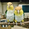 2羽のシロハラインコ(カワスイ　川崎水族館)