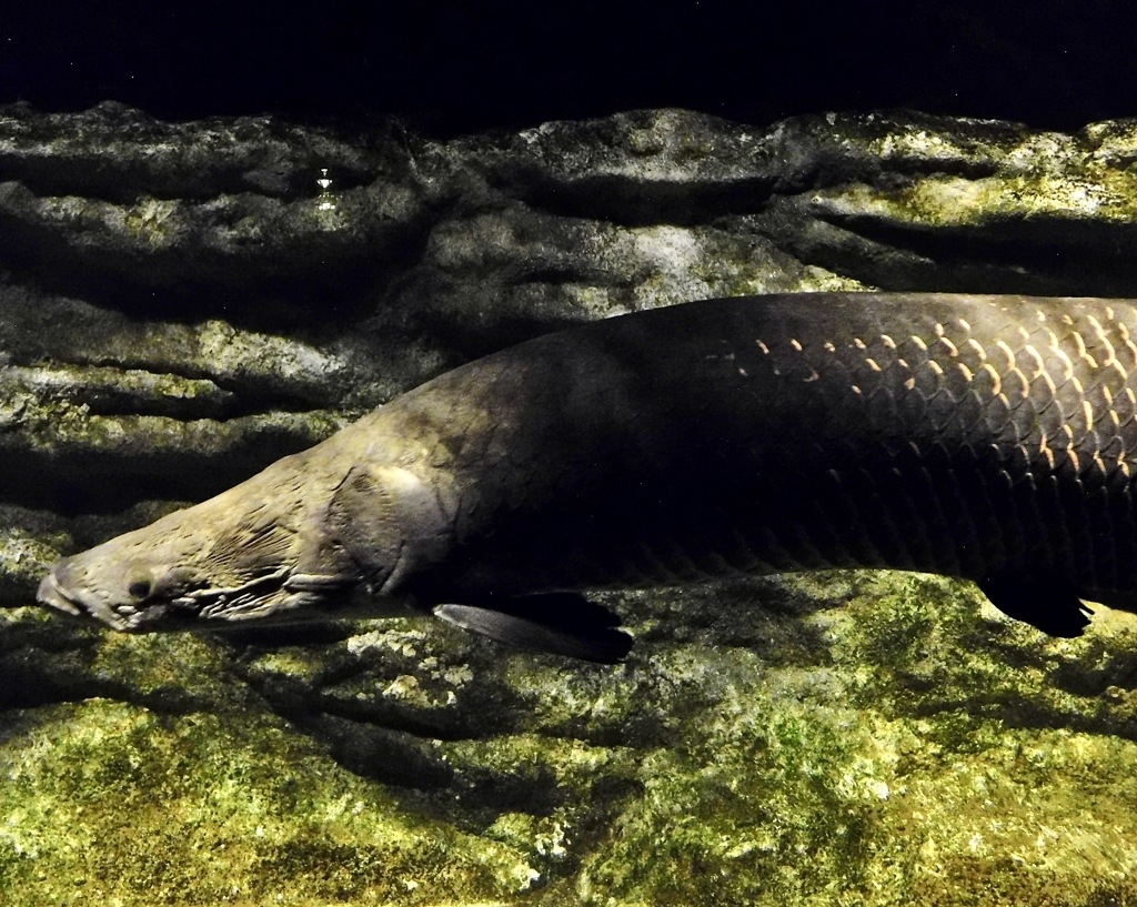 ピラルク(カワスイ　川崎水族館)