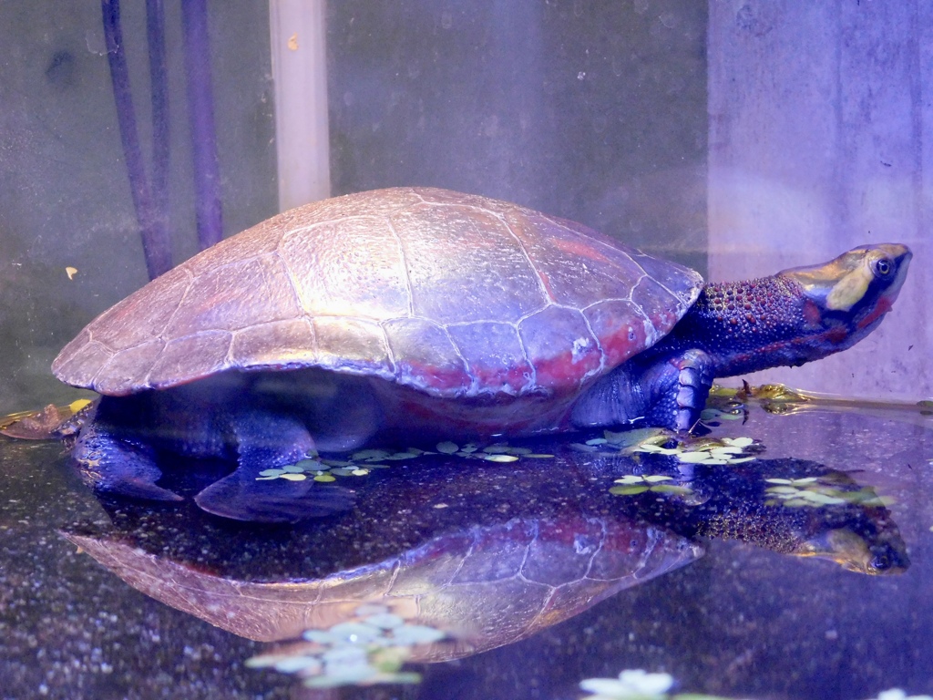 ニシキマゲクビガメ(板橋区立熱帯環境植物館)