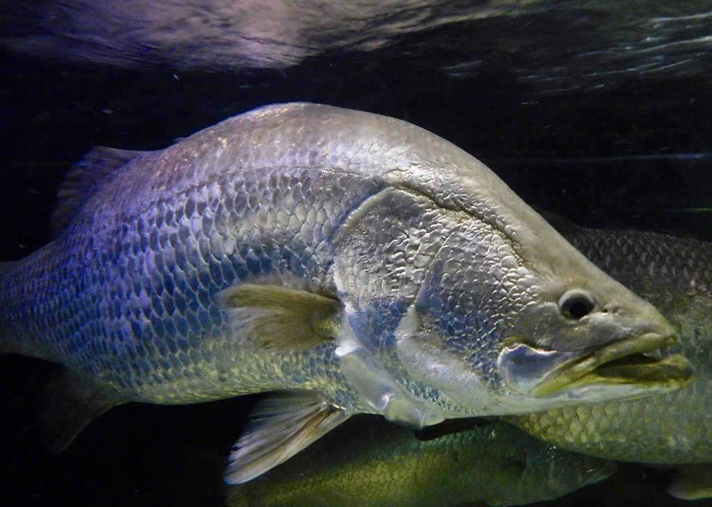 バラマンディ(カワスイ　川崎水族館)