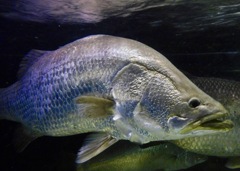 バラマンディ(カワスイ　川崎水族館)