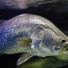 バラマンディ(カワスイ　川崎水族館)