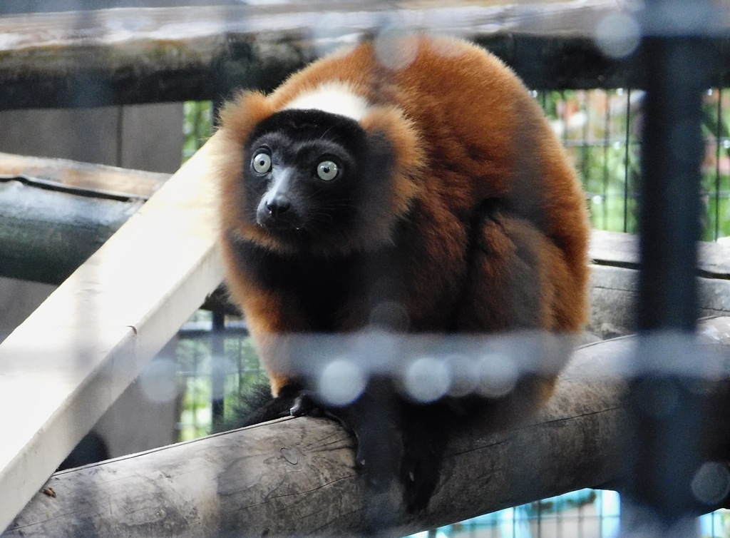 アカエリマキキツネザル(野毛山動物園)