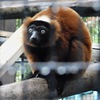 アカエリマキキツネザル(野毛山動物園)