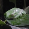 アカメアマガエル(カワスイ　川崎水族館)