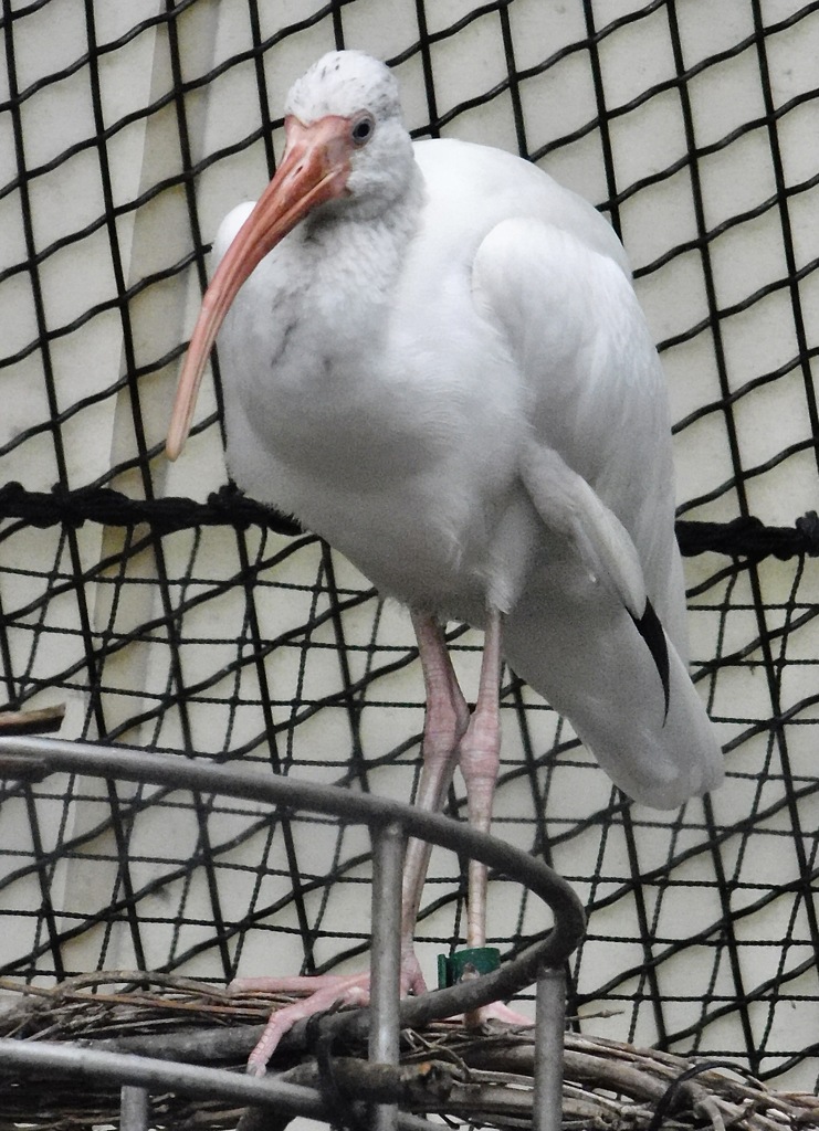 シロトキ(野毛山動物園)