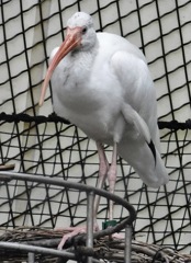 シロトキ(野毛山動物園)
