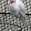 シロトキ(野毛山動物園)