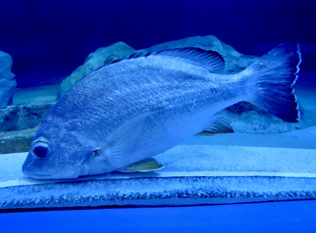 オキフエダイ(しながわ水族館)