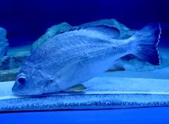 オキフエダイ(しながわ水族館)