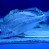 オキフエダイ(しながわ水族館)