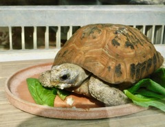 エロンガータリクガメ(夢見ヶ崎動物公園)