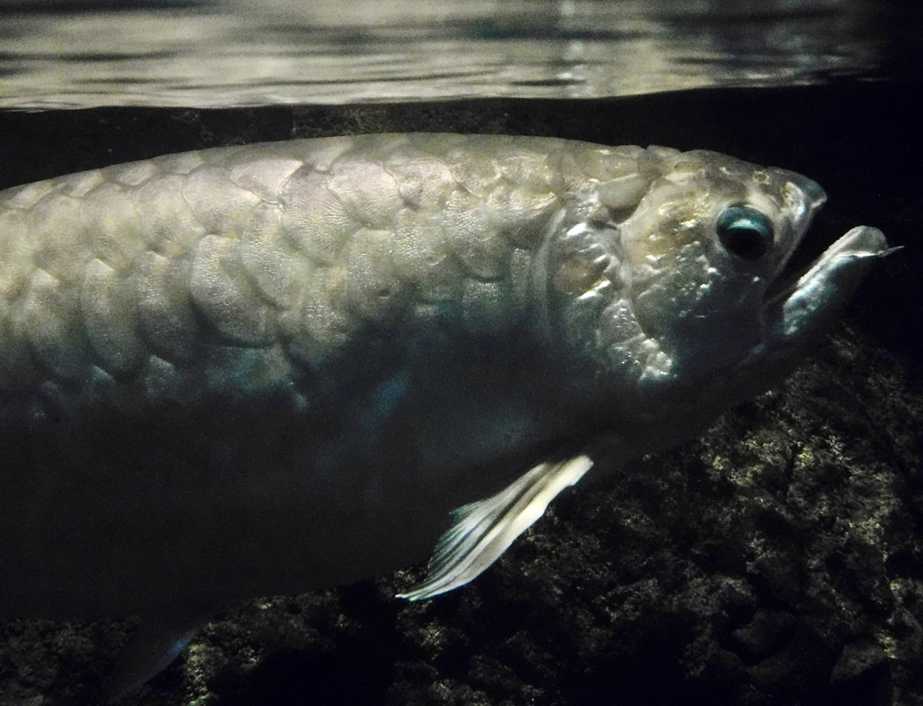 アジアアロワナ(しながわ水族館)
