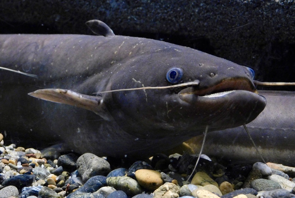 ニホンナマズ(カワスイ　川崎水族館)