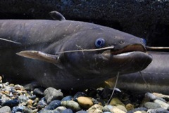ニホンナマズ(カワスイ　川崎水族館)