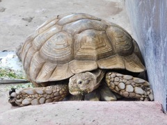 ケヅメリクガメ(夢見ヶ崎動物公園)