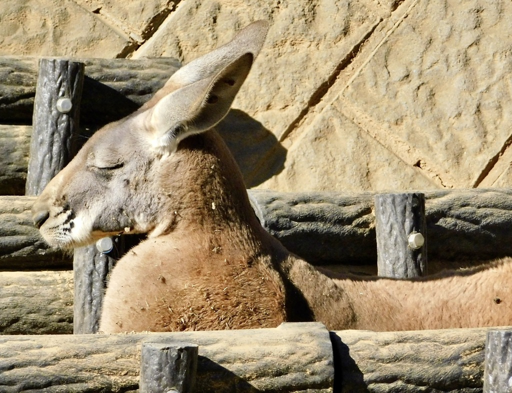 アカカンガルー(多摩動物公園)