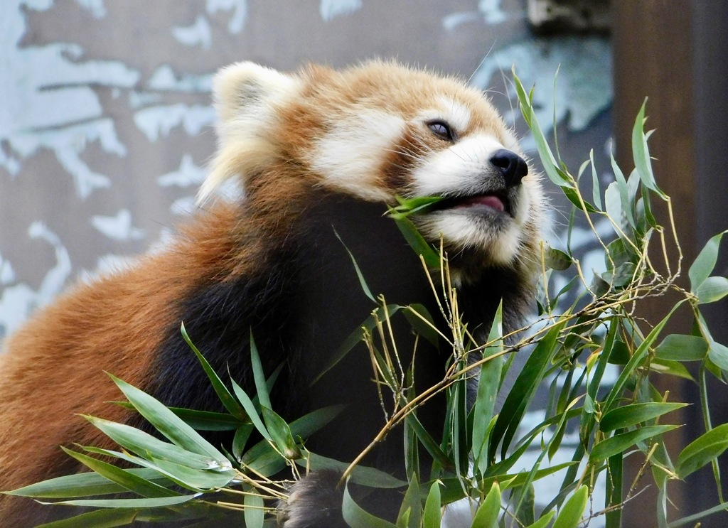 シセンレッサーパンダ(夢見ヶ崎動物公園)