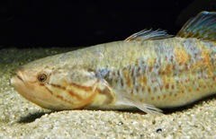 バンデッドモグルンダ(カワスイ　川崎水族館)