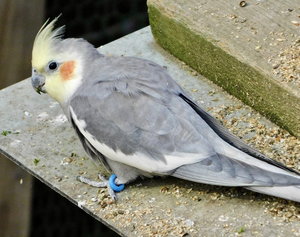 オカメインコ(足立区生物園)