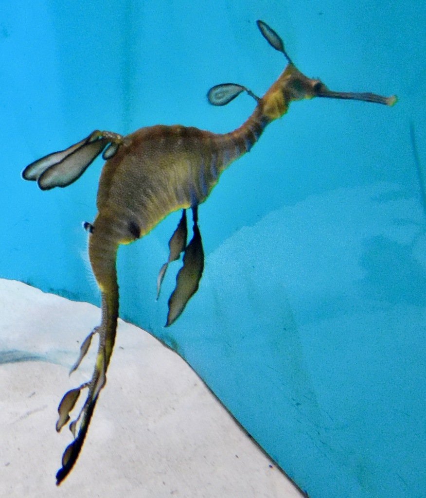 リーフィーシードラゴン(葛西臨海水族園)