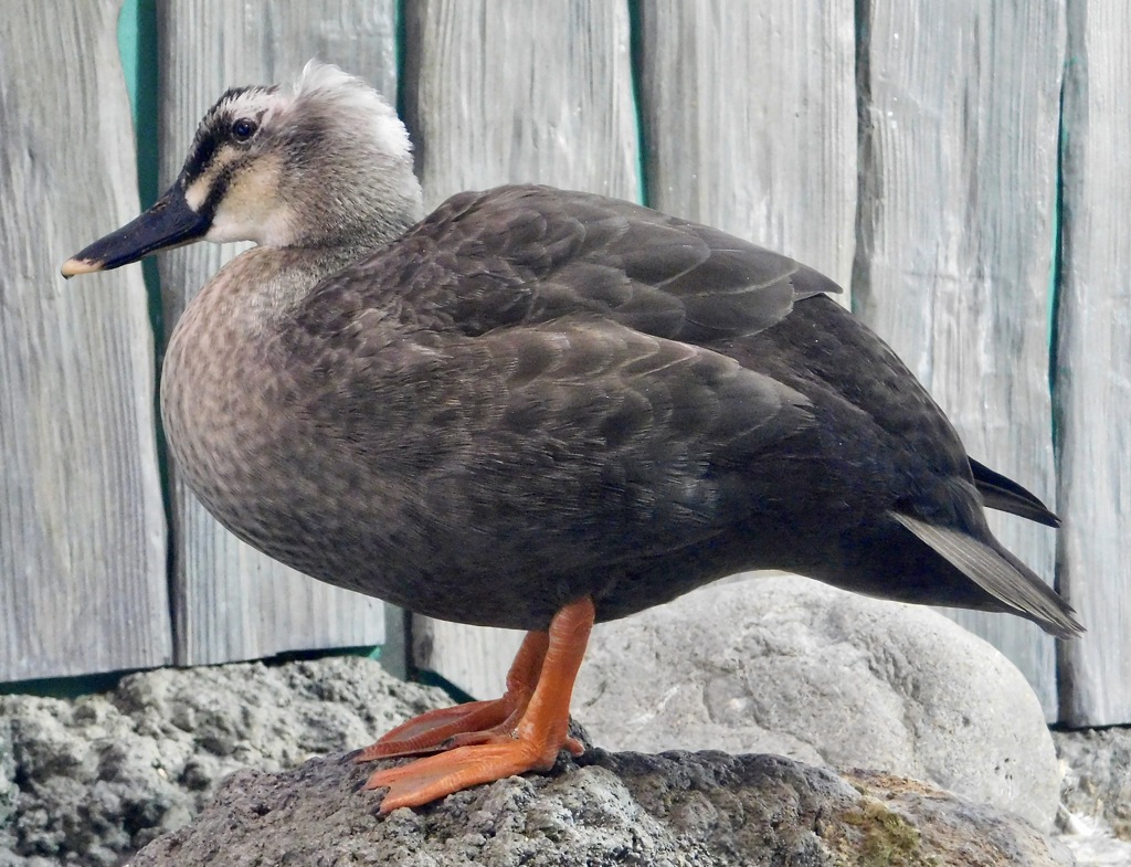 カルガモ(しながわ水族館)