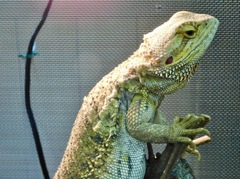 フトアゴヒゲトカゲ(浦安市交通公園)