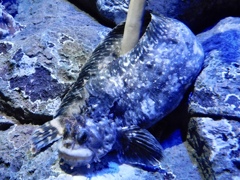 フサギンポ(しながわ水族館) フサギンポ(しながわ水族館)