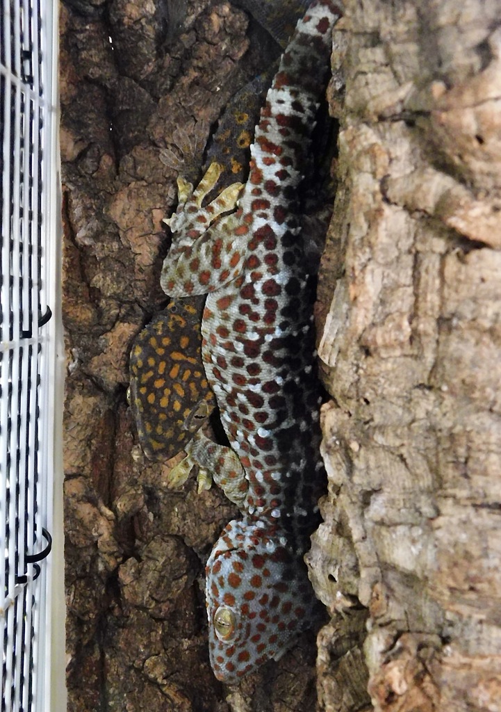 2匹のトッケイヤモリ(板橋区立熱帯環境植物館)