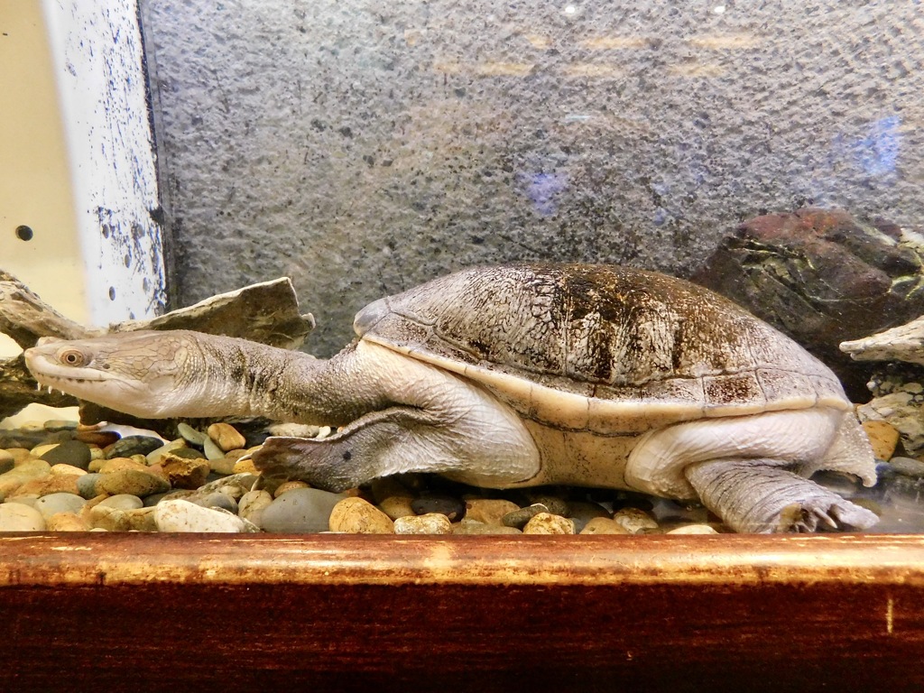 ジーベンロックナガクビガメ(板橋区立熱帯環境植物館)