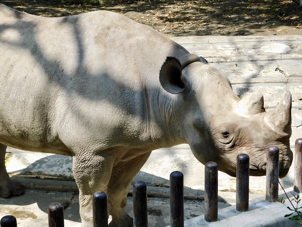 ヒガシクロサイ(上野動物園)