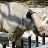 ヒガシクロサイ(上野動物園)