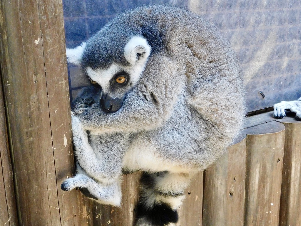 ワオキツネザル(神戸どうぶつ王国)