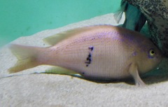 バーバーパーチ(葛西臨海水族園)