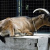 ヤギ(夢見ヶ崎動物公園)