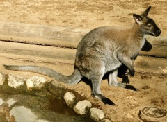 ベネットアカクビワラビー(江戸川区自然動物園)