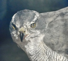 オオタカ(夢見ヶ崎動物公園)