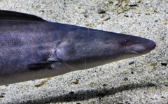 ジムナーカス(カワスイ　川崎水族館)