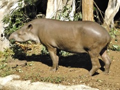 アメリカバク(上野動物園)