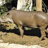 アメリカバク(上野動物園)