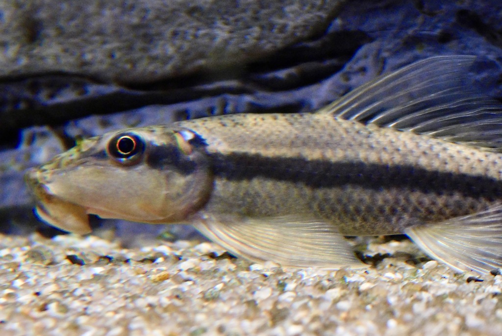 アルジーイーター(カワスイ　川崎水族館)