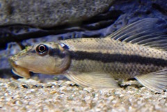 アルジーイーター(カワスイ　川崎水族館)