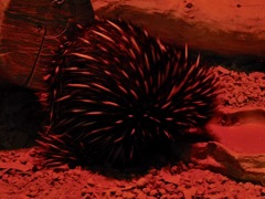 ハリモグラ(上野動物園)