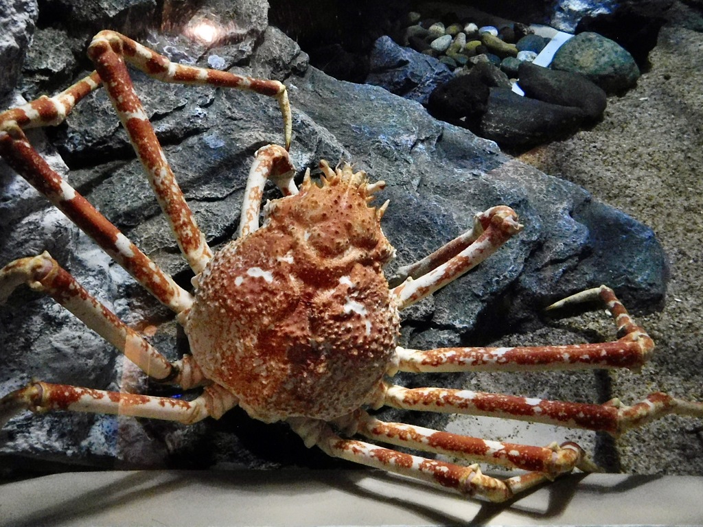 タカアシガニ(しながわ水族館)