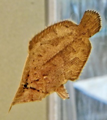 リーフフィッシュ(しながわ水族館)