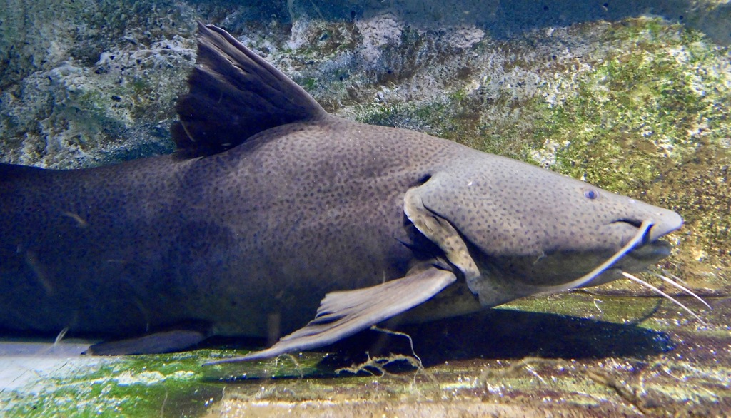 ジャウー(カワスイ　川崎水族館)