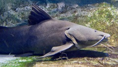 ジャウー(カワスイ　川崎水族館)