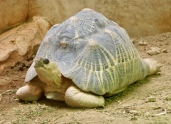 ホウシャガメ(野毛山動物園)