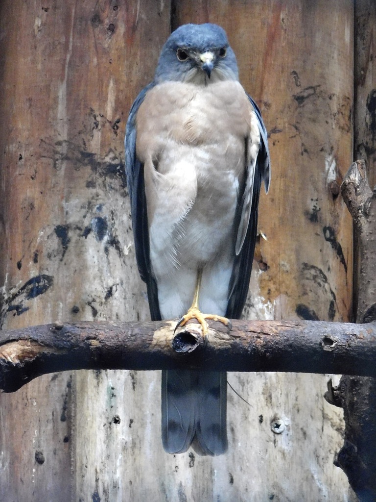 ツミ(井の頭自然文化園)