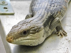 アオジタトカゲ(浦安市交通公園)